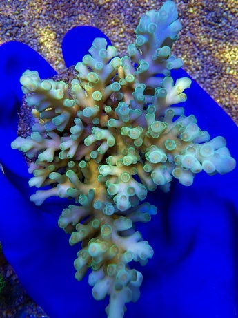 Acropora Kraken Mint 2170 