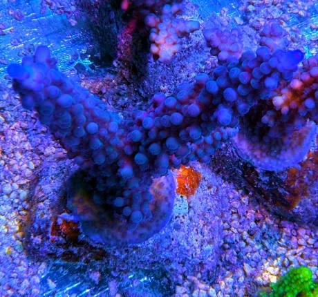 Acropora gomezi 4773 