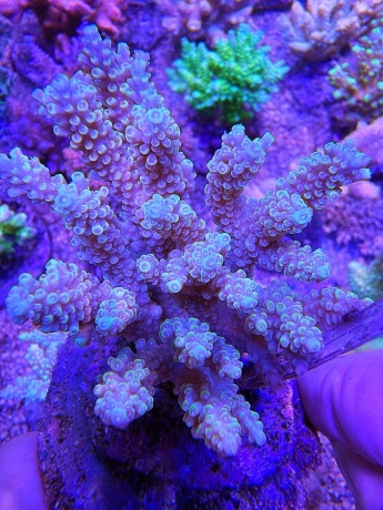 Acropora 4026 