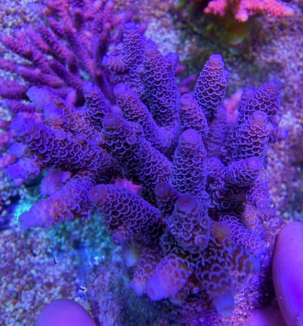 Acropora millepora blue moon 8089 