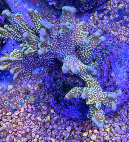Montipora primetime 3762 