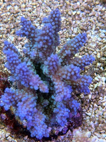 Acropora captain america 3782 