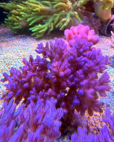 Tonga Pocillopora 1270 