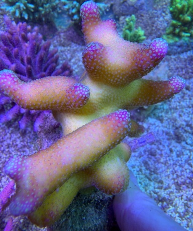 Stylophora princess 8007 