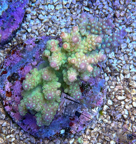 Acropora peanut pearl 3816 