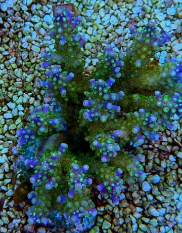 Acropora Secale Joker 5995 