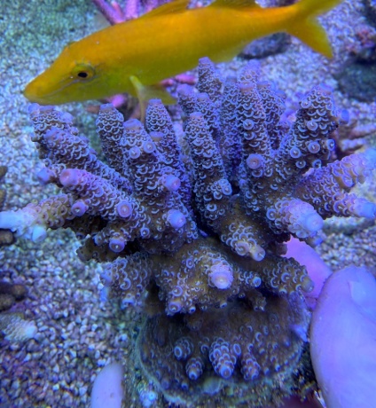 Acropora millepora 8414 