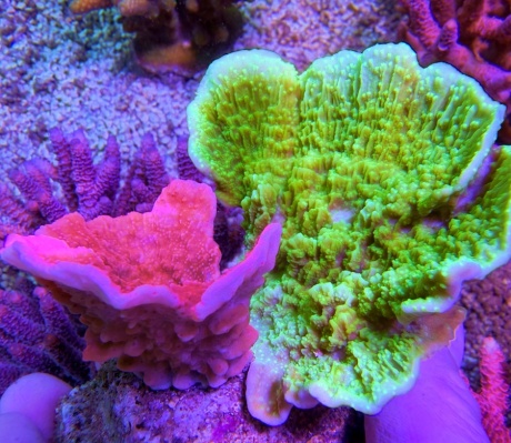 Montipora textmarker duo 8031 
