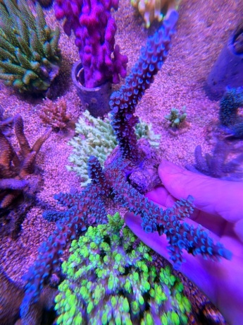 Acropora hoeksemai XL 8364 
