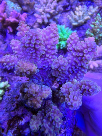 Acropora fairytale 4012 