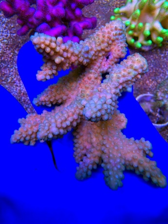 Acropora australia 2504 