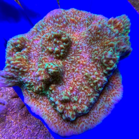 Montipora L 2487 