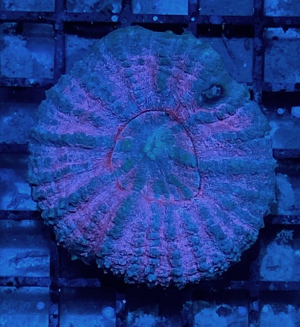 Scolymia Blue Purple ca 6cm 