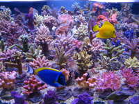 T5 Coral Light Fiji Purple 80 W 