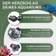 morepic-4