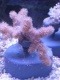 morepic-6