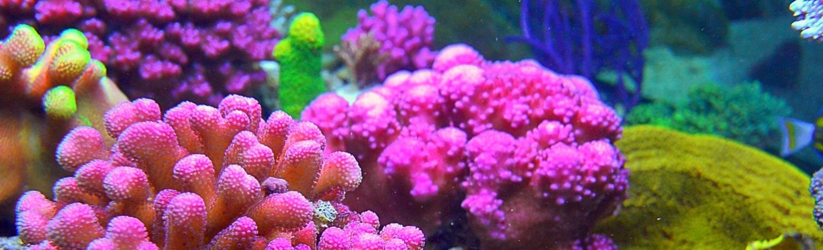 Die Top Vergleichssieger - Finden Sie die Coburg aquarium Ihrer Träume